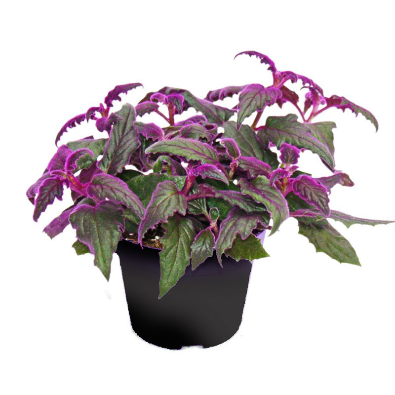 گينورا (شب تاب)